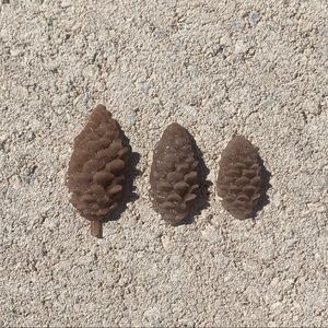 Pinecone wax melts $20 for 25